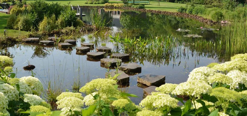 The ultimate guide to swimming pond design, construction, and maintenance